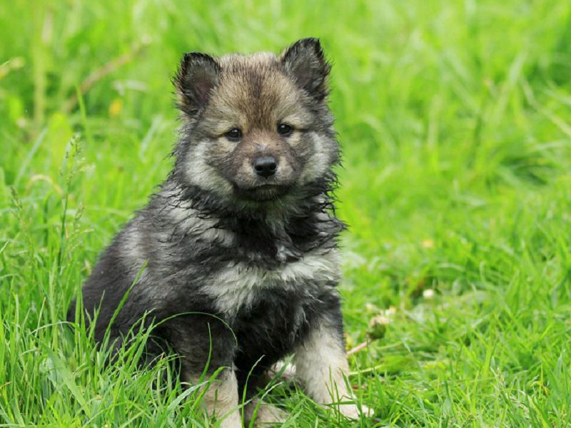 Finnischer Lapphund wildfarben Welpe