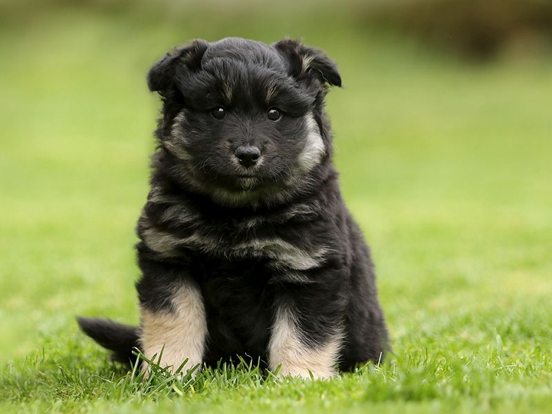 Finnischer Lapphund black-tan Welpe