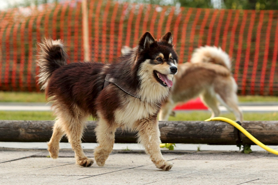 Finnischer Lapphund Lapphundtreffen 2015